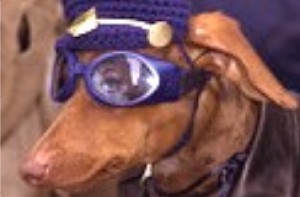 Dog in goggles