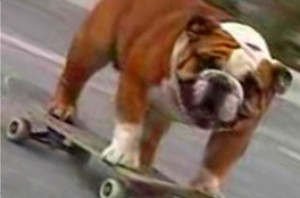 Dog skating