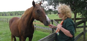 Woman feeding carrots to retired race horse
