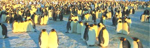 Penguins
