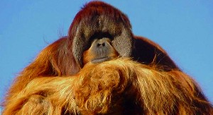 Orangutan