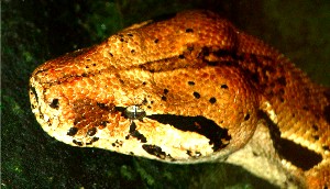 Boa constrictor