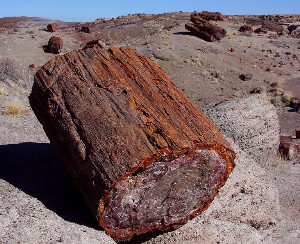 Tree turned to rock