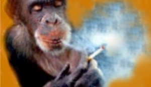 smoking chimp